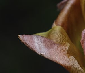 Preview wallpaper petal, flower, macro, background