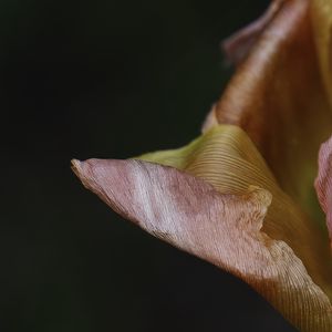 Preview wallpaper petal, flower, macro, background