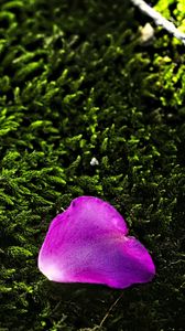 Preview wallpaper petal, flower, moss, needles, purple