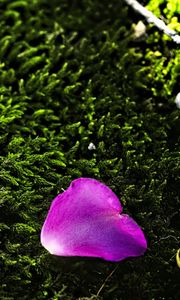 Preview wallpaper petal, flower, moss, needles, purple