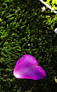 Preview wallpaper petal, flower, moss, needles, purple