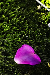 Preview wallpaper petal, flower, moss, needles, purple