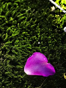 Preview wallpaper petal, flower, moss, needles, purple