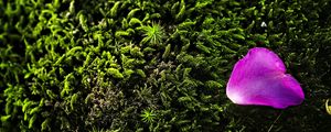 Preview wallpaper petal, flower, moss, needles, purple