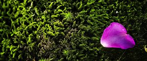 Preview wallpaper petal, flower, moss, needles, purple