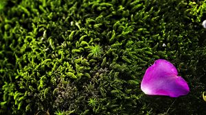 Preview wallpaper petal, flower, moss, needles, purple