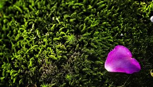 Preview wallpaper petal, flower, moss, needles, purple