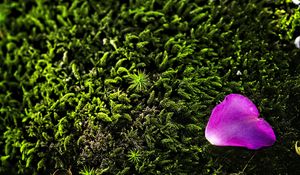 Preview wallpaper petal, flower, moss, needles, purple