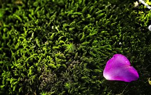 Preview wallpaper petal, flower, moss, needles, purple