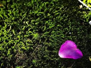 Preview wallpaper petal, flower, moss, needles, purple