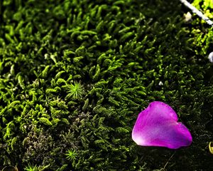 Preview wallpaper petal, flower, moss, needles, purple