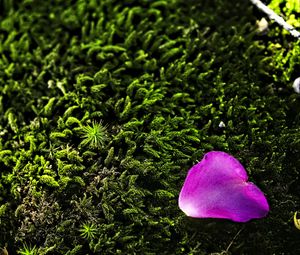 Preview wallpaper petal, flower, moss, needles, purple