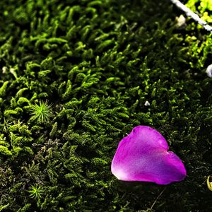 Preview wallpaper petal, flower, moss, needles, purple