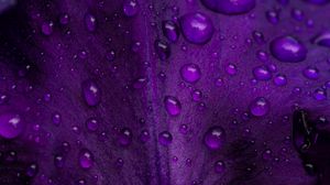 Preview wallpaper petal, macro, drops, water