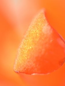 Preview wallpaper petal, macro, orange