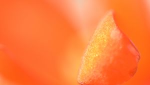 Preview wallpaper petal, macro, orange