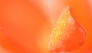 Preview wallpaper petal, macro, orange