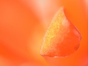 Preview wallpaper petal, macro, orange