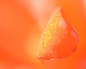 Preview wallpaper petal, macro, orange