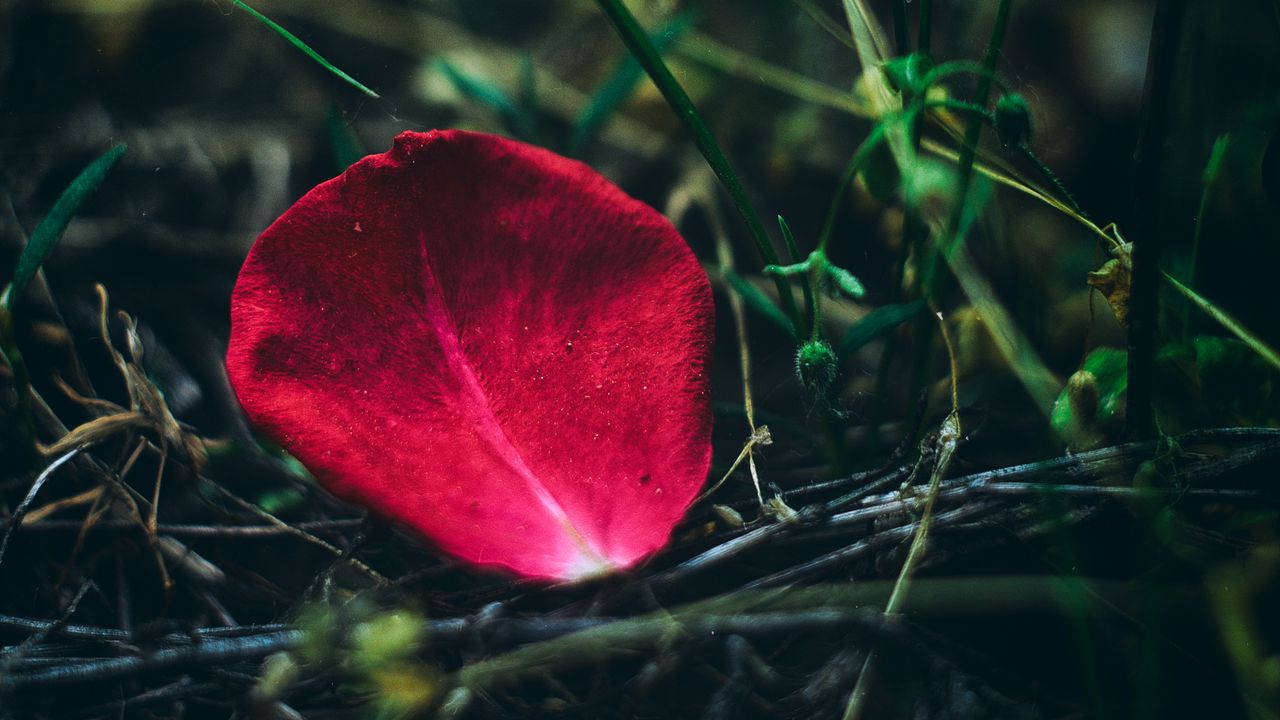 Wallpaper petal, rose, red, grass, close-up