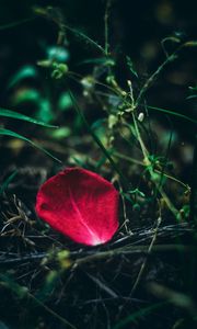 Preview wallpaper petal, rose, red, grass, close-up