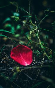 Preview wallpaper petal, rose, red, grass, close-up