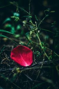 Preview wallpaper petal, rose, red, grass, close-up