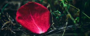 Preview wallpaper petal, rose, red, grass, close-up