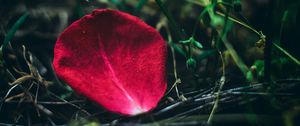 Preview wallpaper petal, rose, red, grass, close-up