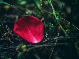 Preview wallpaper petal, rose, red, grass, close-up