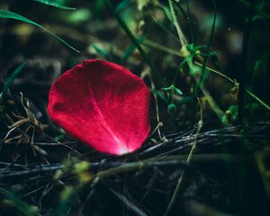 Preview wallpaper petal, rose, red, grass, close-up