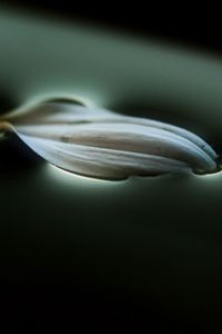 Preview wallpaper petal, water, macro