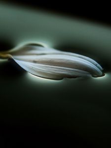 Preview wallpaper petal, water, macro