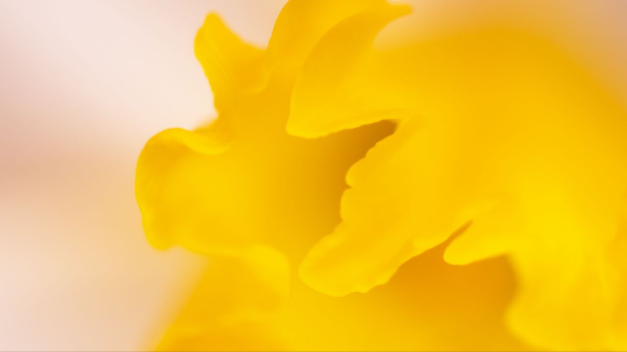 Wallpaper petal, yellow, macro, flower