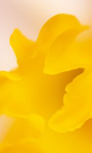 Preview wallpaper petal, yellow, macro, flower