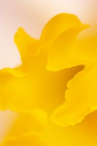 Preview wallpaper petal, yellow, macro, flower