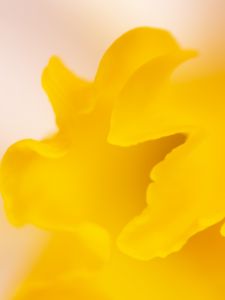 Preview wallpaper petal, yellow, macro, flower