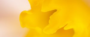 Preview wallpaper petal, yellow, macro, flower