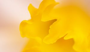 Preview wallpaper petal, yellow, macro, flower