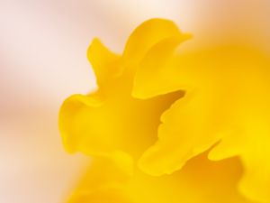 Preview wallpaper petal, yellow, macro, flower