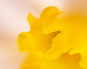 Preview wallpaper petal, yellow, macro, flower