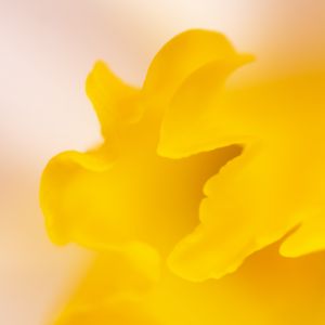 Preview wallpaper petal, yellow, macro, flower