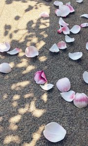 Preview wallpaper petals, asphalt, macro