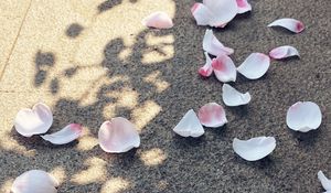 Preview wallpaper petals, asphalt, macro