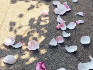 Preview wallpaper petals, asphalt, macro