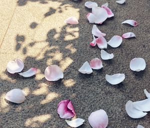 Preview wallpaper petals, asphalt, macro