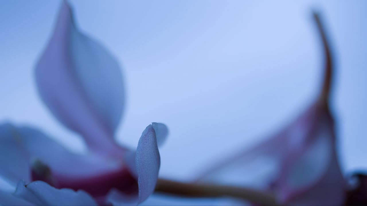 Wallpaper petals, blur, flower, blue