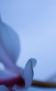 Preview wallpaper petals, blur, flower, blue