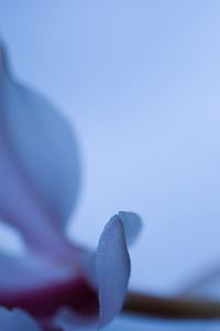 Preview wallpaper petals, blur, flower, blue