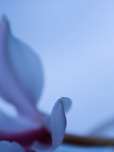 Preview wallpaper petals, blur, flower, blue